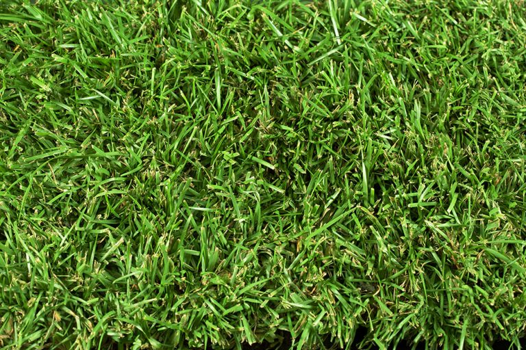 Tiftuf Bermuda Best Sod Grass In Texas Tri Tex Grass 3164