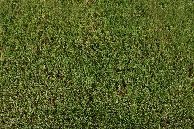 TifTuf Bermuda - Best Sod Grass in Texas - Tri-Tex Grass