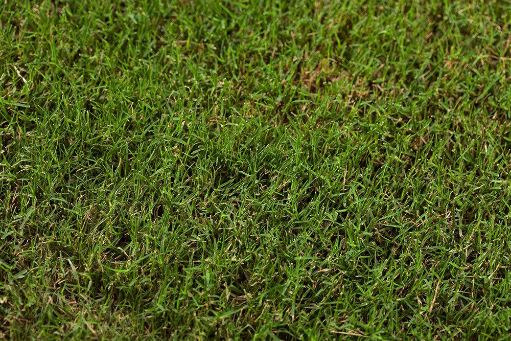 Tifway 419 Bermuda Best Sod Grass In Texas Tri Tex Grass