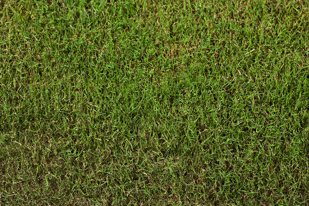 Tifway 419 Bermuda Best Sod Grass In Texas Tri Tex Grass